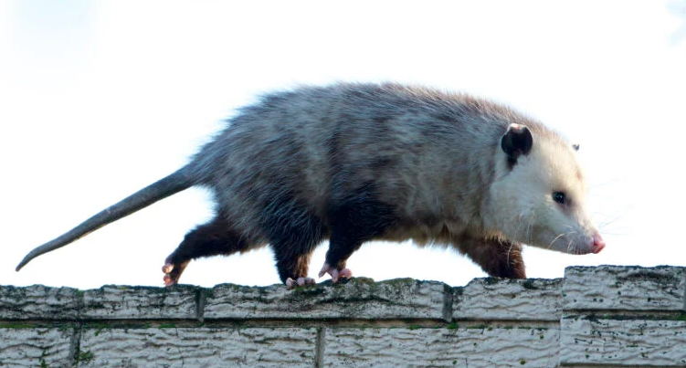 Extra small opossum